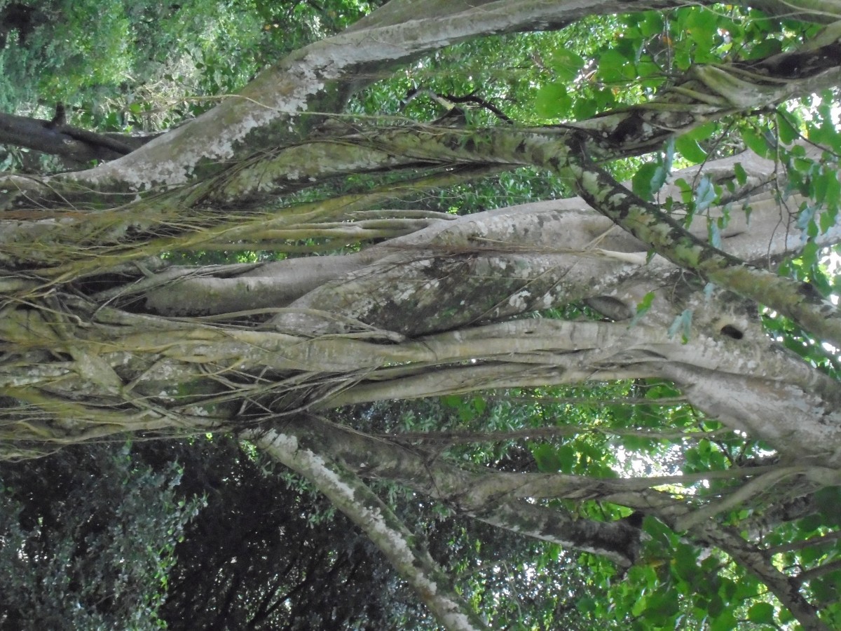 Ficus nymphaeifolia Mill.